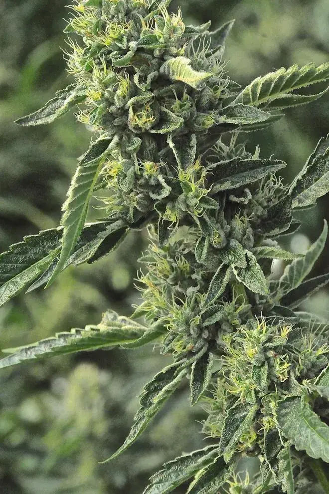 OG Kush Feminised Cannabis Seeds | Humboldt Seeds Organisation