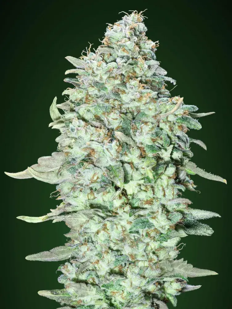 OG Kush SFV Feminised Cannabis Seeds | Advanced Seeds 