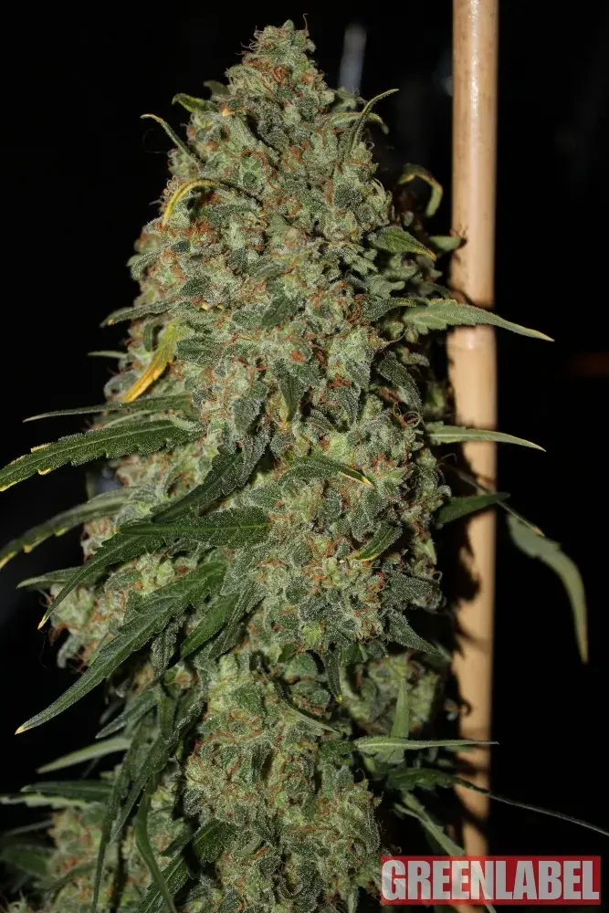 Easy Skunk (Formerly OG Cheese) Feminised Cannabis Seeds | GreenLabel Seeds