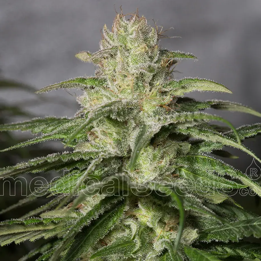 OG Kush CBD Feminised Cannabis Seeds | Medical Seeds
