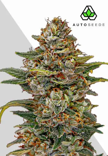 OG Kush Auto Cannabis Seeds | Auto Seeds.