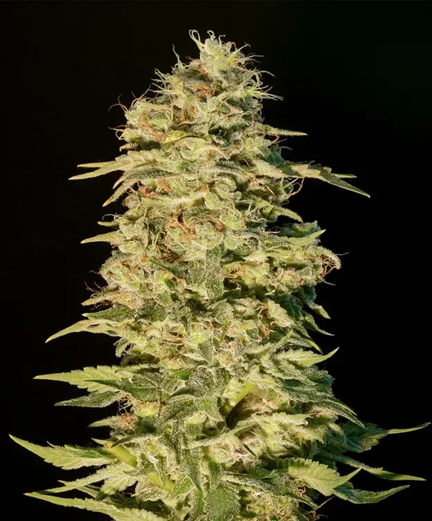 OG Lemon Bilbo Feminised Cannabis Seeds
