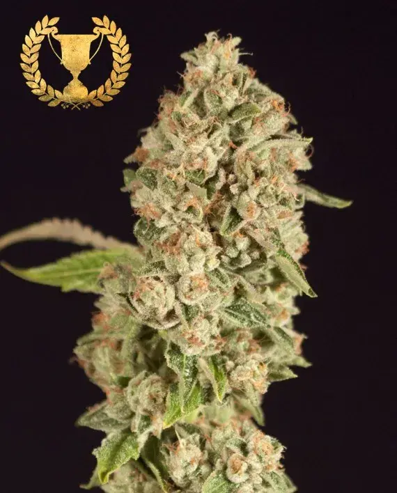 OG Reek'n Feminised Cannabis Seeds | Devil’s Harvest Seeds
