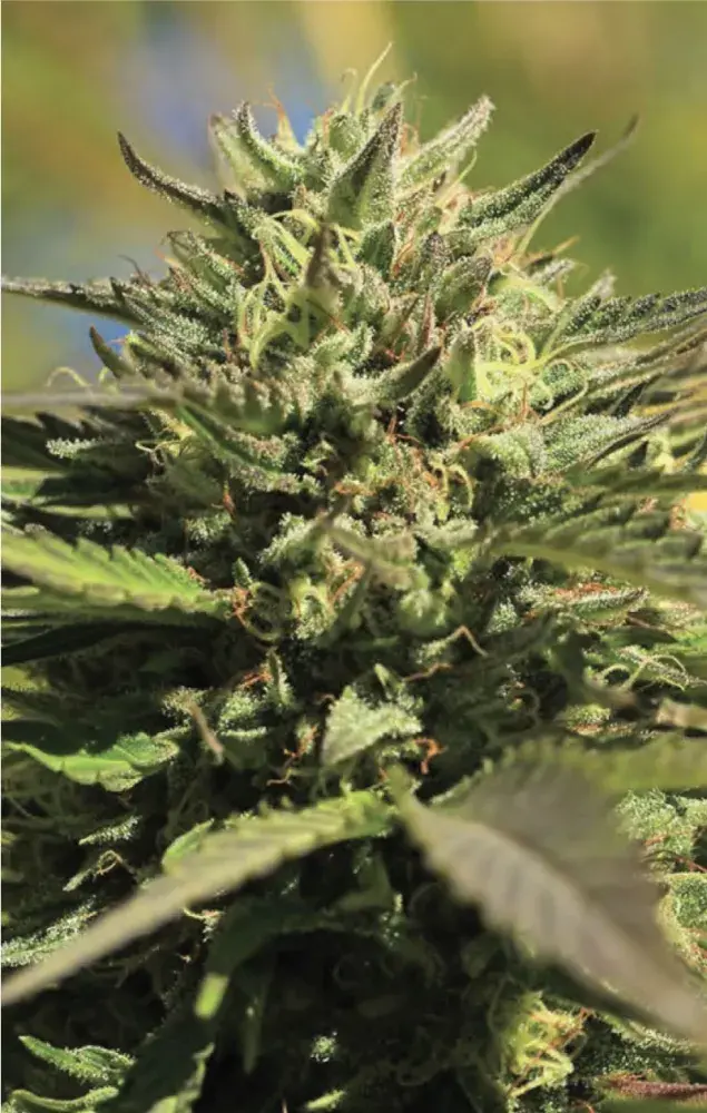 OG Kush Auto Feminised Cannabis Seeds - Humboldt Seed Company