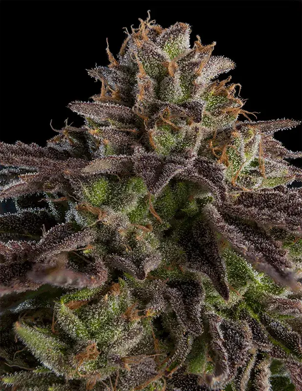 Kmintz Feminised Cannabis Seeds | Ripper Seeds