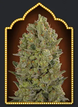 OO Hashchis Feminised Cannabis Seeds (Formerly OO Cheese) | OO Seeds
