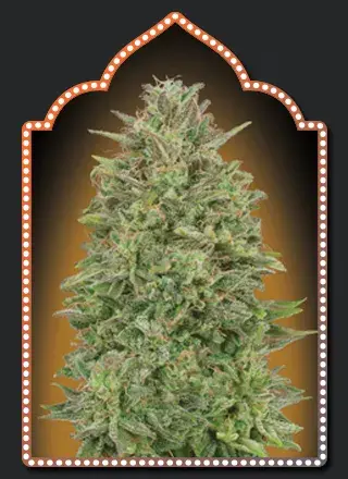 OO Skunk Feminised Cannabis Seeds | OO Seeds
