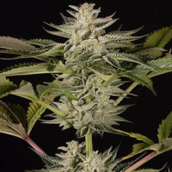 Ocean Grown Cookies Feminised Cannabis Seeds - Dinafem Seeds