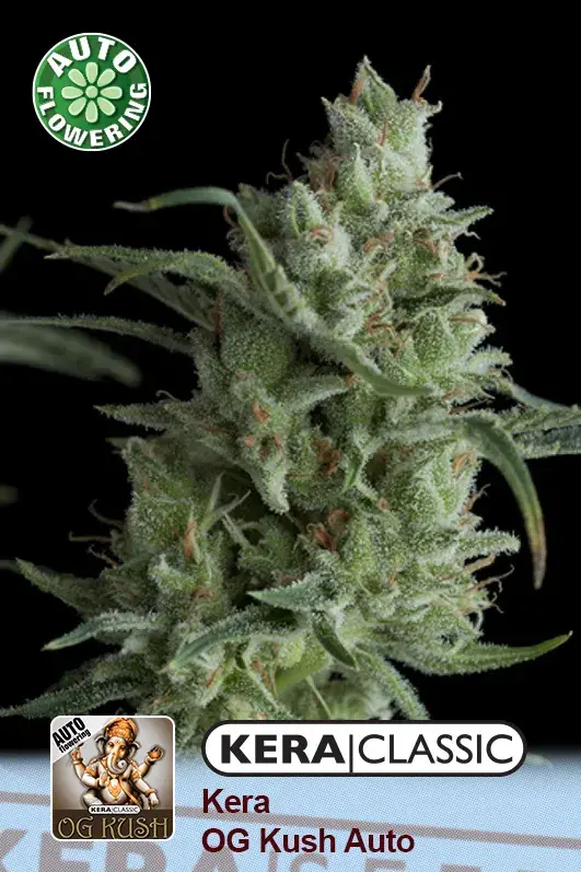 OG Kush Auto Feminised Cannabis Seeds | Kera Seeds