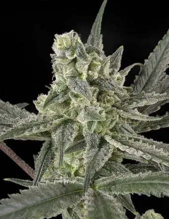 Old School Feminised Cannabis Seeds