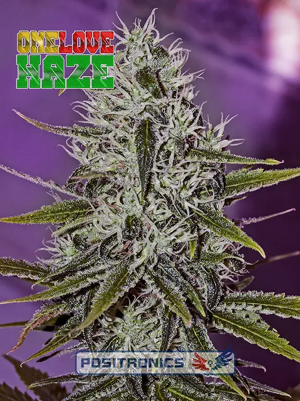 One Love Haze Feminised Feminised Cannabis Seeds | Positronics