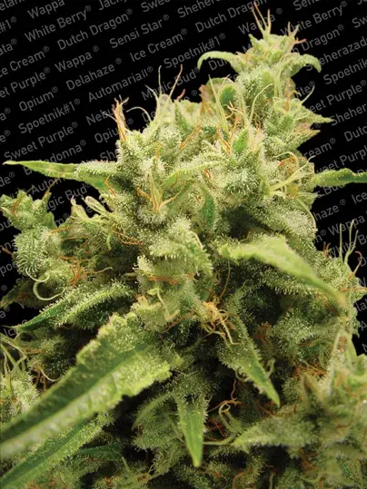 Opium Feminised Cannabis Seeds | Paradise Seeds