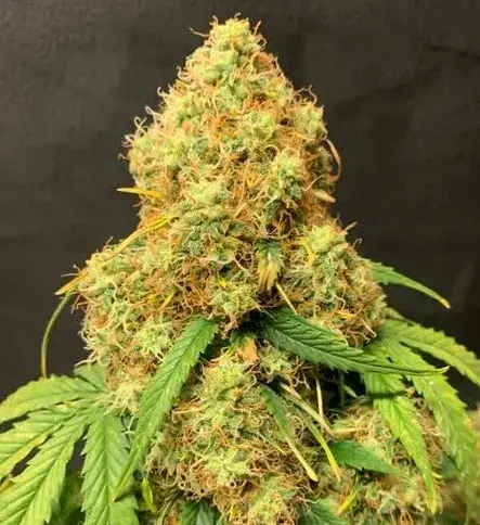 Orange Cookies Auto - Tastebudz - Discount Cannabis Seeds