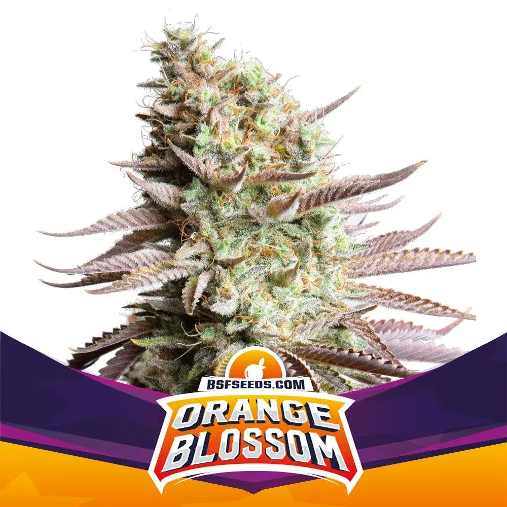 Orange Blossom Feminised Cannabis Seeds - BSF Seeds Feminised Cannabis Seeds - BSF Seeds