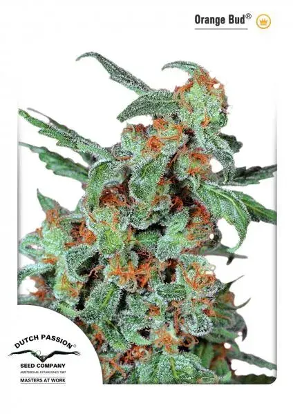 Orange Bud Feminised Cannabis Seeds | Dutch Passion