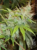 Orange Delight Feminised Cannabis Seeds