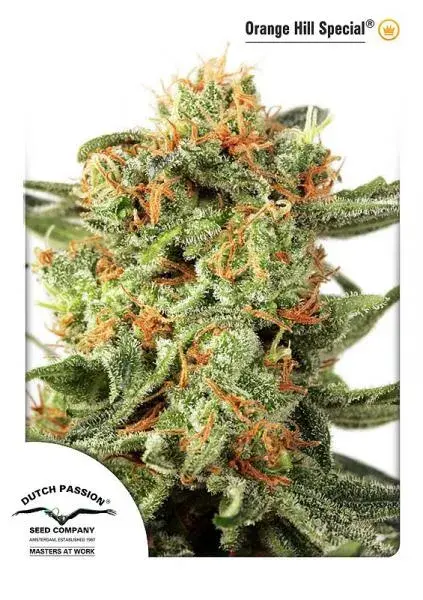 Orange Hill Special Feminised Cannabis Seeds | Dutch Passion 