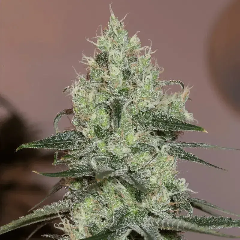 Original Amnesia Cannabis Seeds - Silent Seeds.