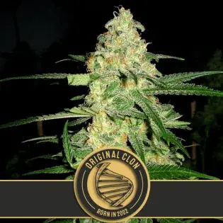 Original Clon Feminised Cannabis Seeds | Blim Burn Seeds 
