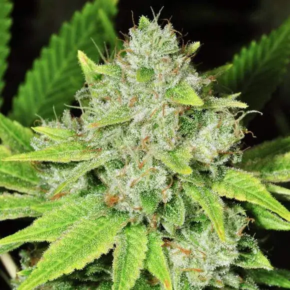 Original Glue Feminised Cannabis Seeds | Nirvana 