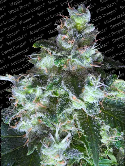 Original White Widow Feminised Cannabis Seeds | Paradise Seeds