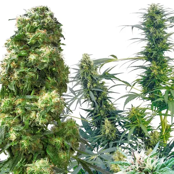 Outdoor Mix (25 Seeds) Regular Cannabis Seeds | Sensi Seeds 