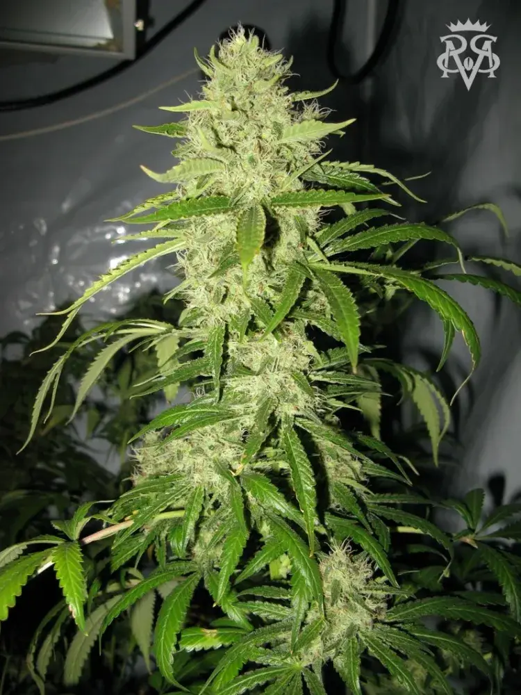 Sick Meds Psycho Crack Feminised Cannabis Seeds