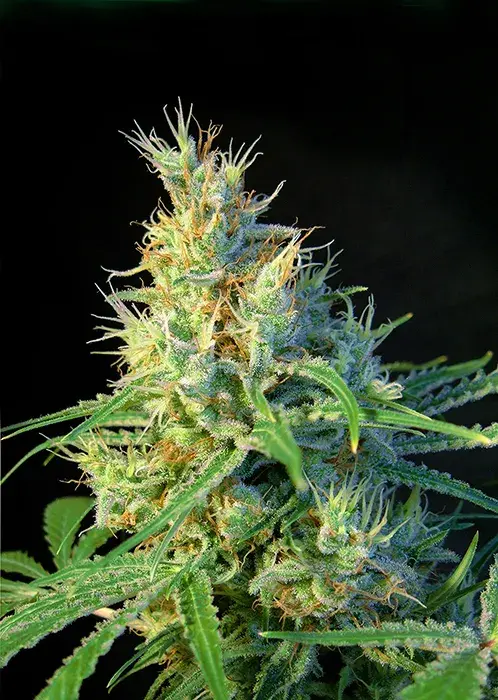 Psicodelicia Feminised Cannabis Seeds | Sweet Seeds