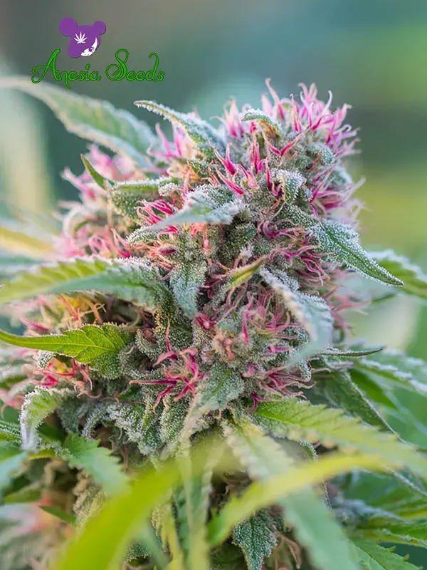 Panama Red Feminised Cannabis Seeds - Anesia Seeds