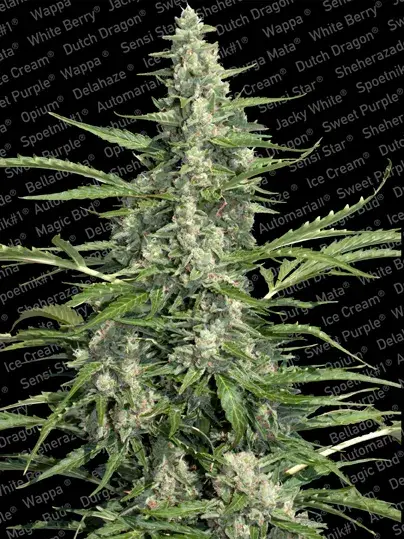 Pandora Feminised Cannabis Seeds | Paradise Seeds