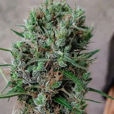 Papua New Guinea Regular Cannabis Seeds | Ace Seeds.