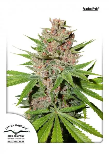 Passion Fruit Feminised Cannabis Seeds | Dutch Passion 