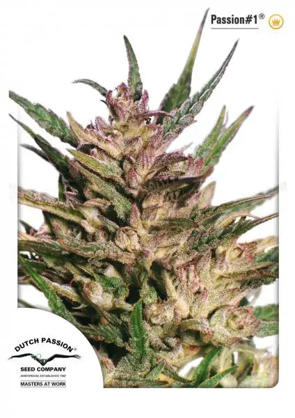 Passion #1 Regular Cannabis Seeds | Dutch Passion 