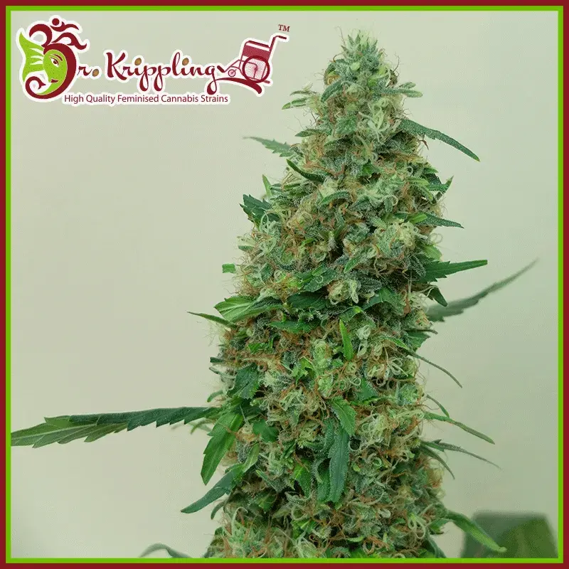Patel's Cornershop Suprise Feminised Cannabis Seeds | Dr Krippling 