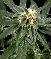 Peace Maker Regular Cannabis Seeds