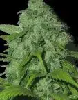Seeds Peak 19 Regular Cannabis Seeds |  Sagarmartha Seeds