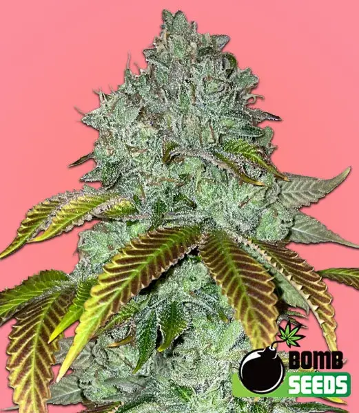 Permanent Marker Feminised Cannabis Seeds | Bomb Seeds. 