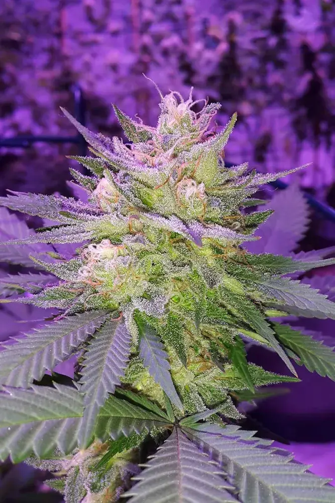 Pina Rita Regular Cannabis Seeds | TGA Seeds 