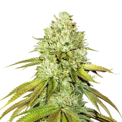 Pineapple Feminised Cannabis Seeds | Seed Stockers