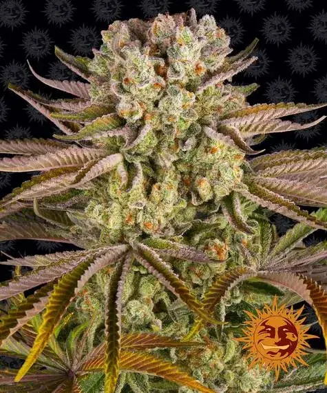 Pineapple Express Feminised Cannabis Seeds | Barney's Farm