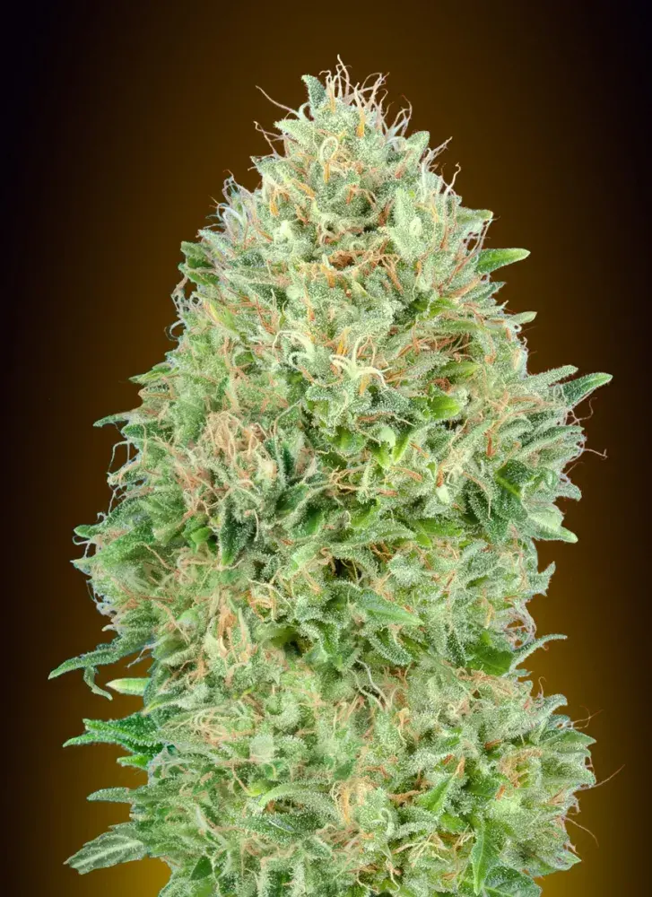 Pineapple Glue Feminised Cannabis Seeds | Advanced Seeds 