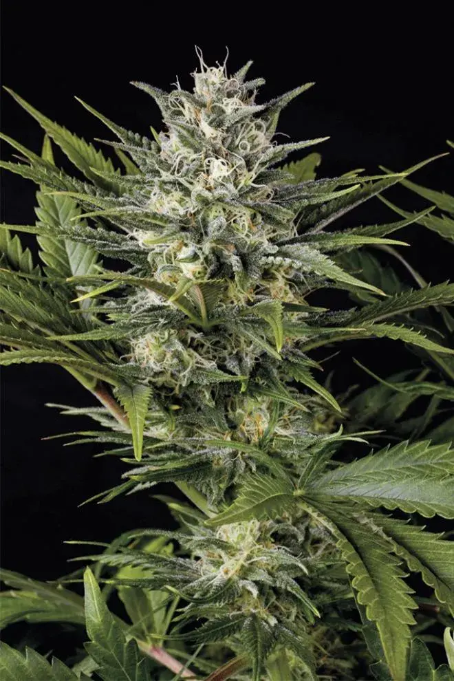 Pineapple Skunk Feminised Cannabis Seeds | Humboldt Seeds Organisation