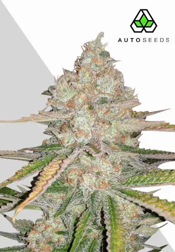 Pineapple Express Auto Cannabis Seeds | Auto Seeds.