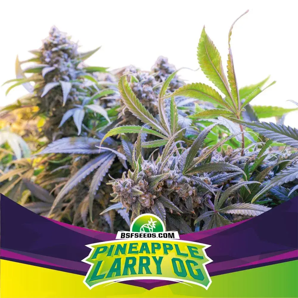 Pineapple Larry OG Feminised Cannabis Seeds - BSF Seeds Feminised Cannabis Seeds - BSF Seeds