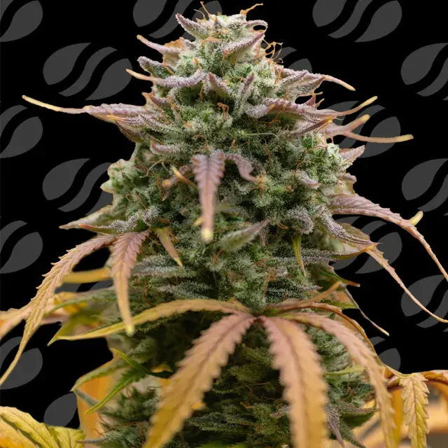 Pineapple Pulse Auto Feminised Cannabis Seeds | Original Sensible Seeds.Pineapple Pulse Auto Feminised Cannabis Seeds | Original Sensible Seeds.
