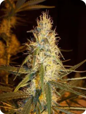 Pink Floyd (Critical Mass x Haze AC) Regular Cannabis Seeds | Mr Nice Seeds
