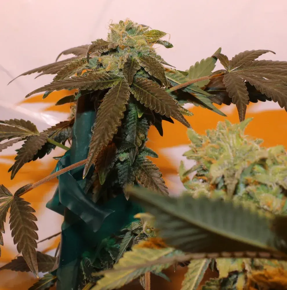 Pink Panties Regular Cannabis Seeds | Purple Caper Seeds