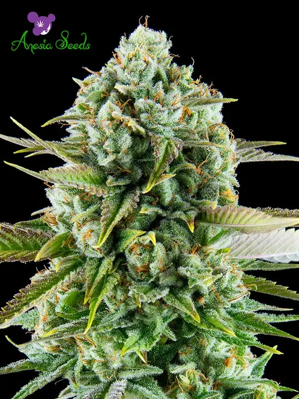 Pink Starburst Feminised Cannabis Seeds - Anesia Seeds