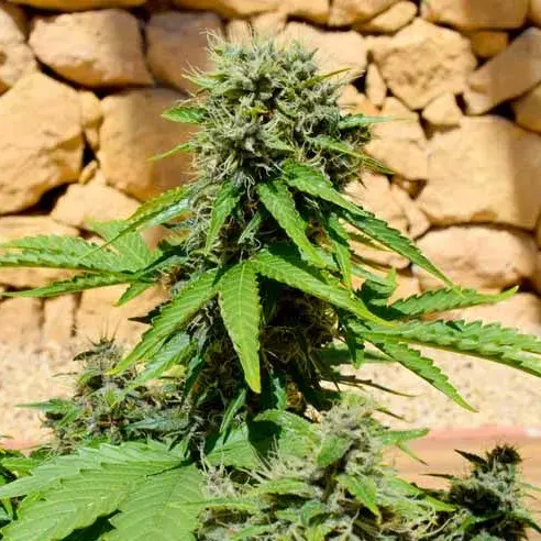 Pixie Punch Auto Feminised Cannabis Seeds