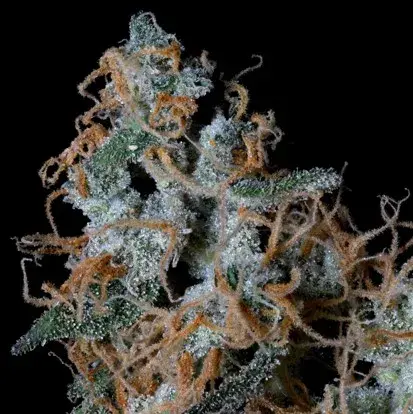 Platinum Cookies Feminised Cannabis Seeds | Big Head Seeds